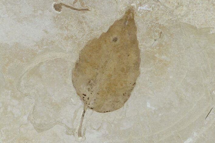 Fossil Elm Leaf With Unidentified Fruit - Utah #118011